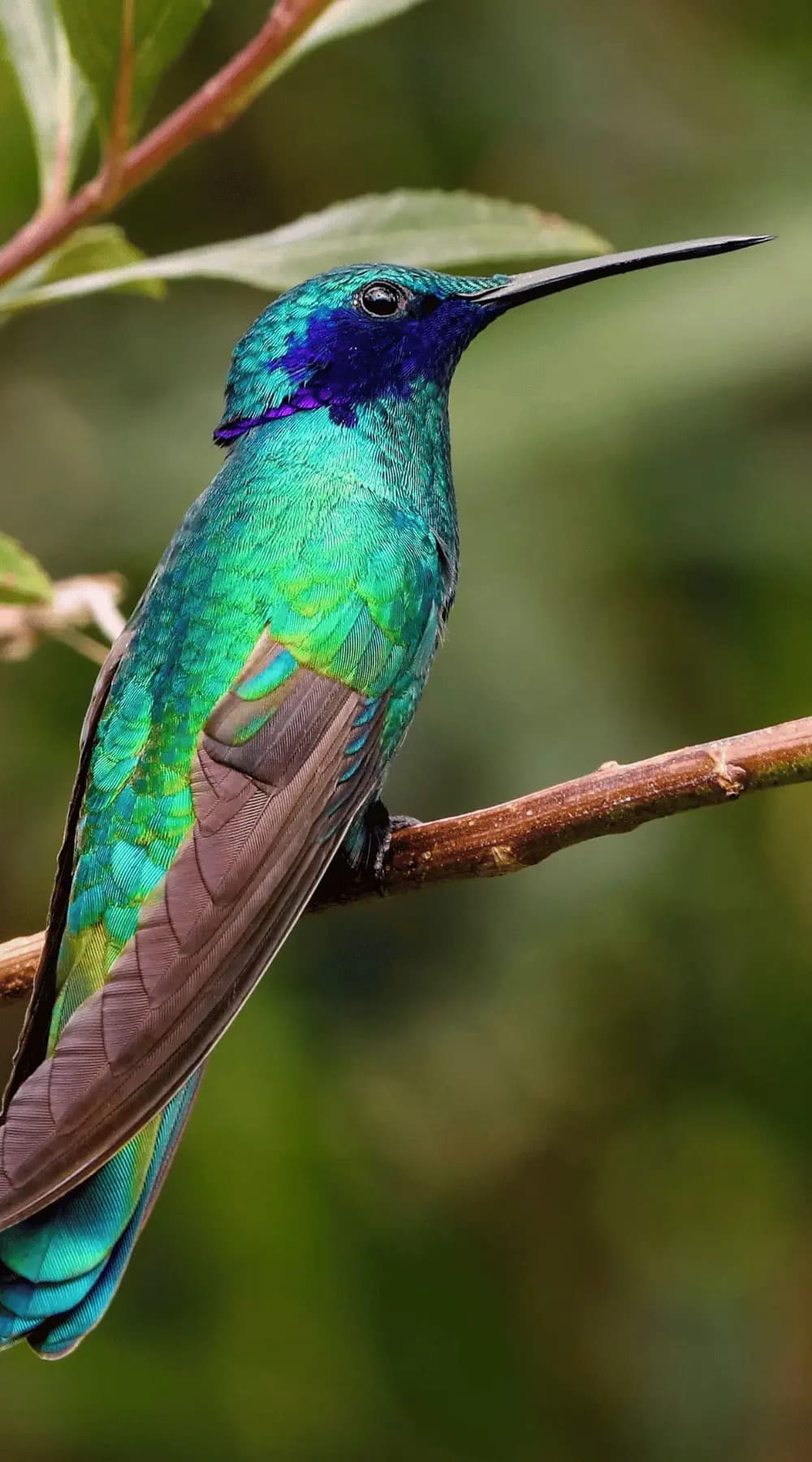 Birdwatching