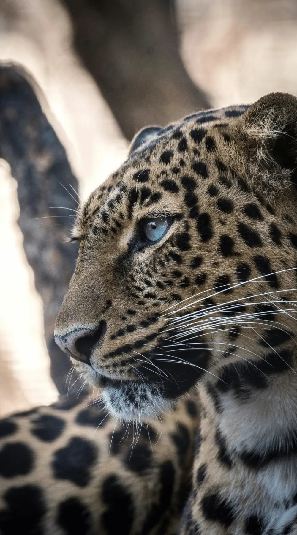 Wildlife Safari