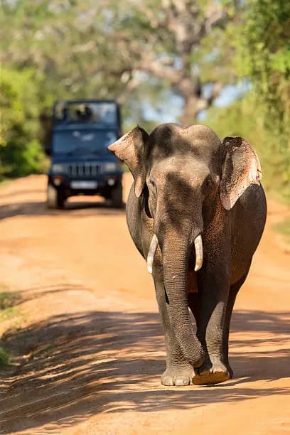 Yala National Park